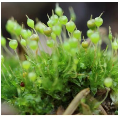 苔藓diy材料meyao