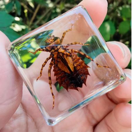 昆虫标本蝗虫meyao