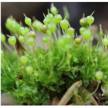苔藓diy材料meyao