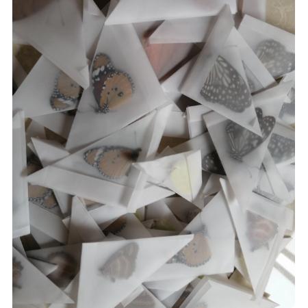 蝴蝶标本	未展翅10个/包