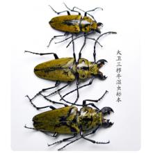 昆虫标本	大卫三栉牛