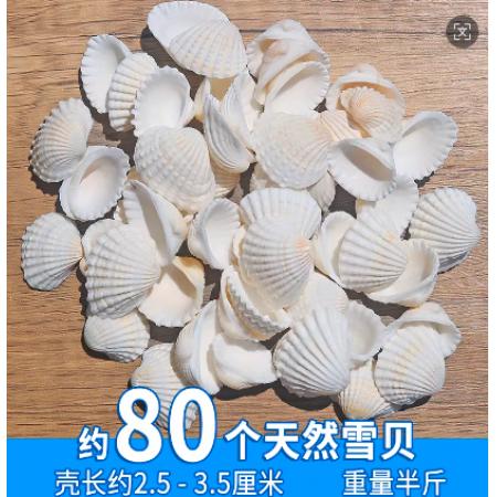 贝壳材料包	雪贝半斤