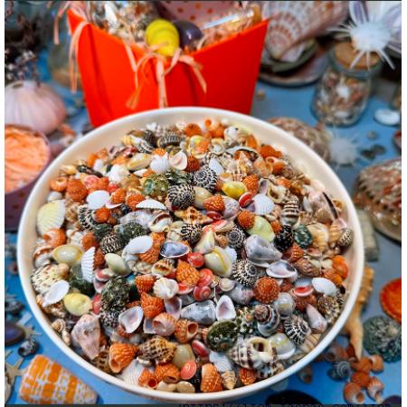 贝壳海螺收藏标本	约1000颗