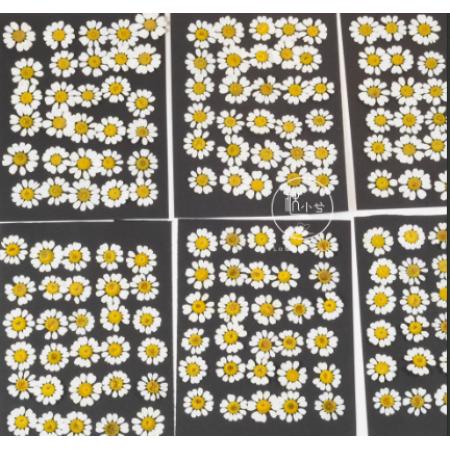 DIY手工干花	洋甘菊100朵1-2cm