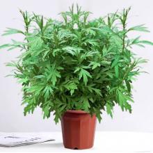 仿真绿植	国产	艾草