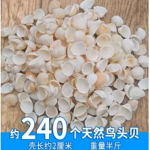 贝壳材料	鸟头贝半斤