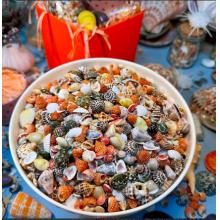 贝壳海螺收藏标本	约1000颗